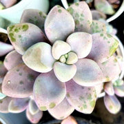 Graptopetalum Mirinae Plant