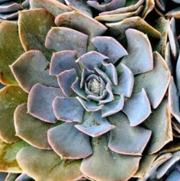 Echeveria Colorshift Plant