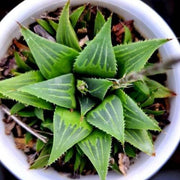 Haworthia Retusa Plant