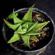 Haworthiopsis Limifolia Plant