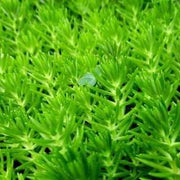 Gold Moss Sedum Grass Plant