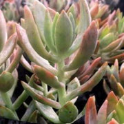 Graptosedum species Plant