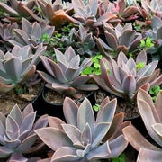 Graptoveria Fred Ives Plant