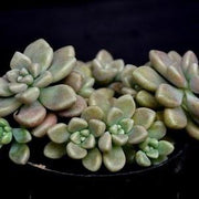 Sedum Oaxacanum Plant