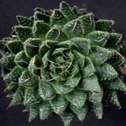 Aristaloe aristata Lace Aloe Plant