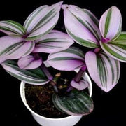 Tradescantia Nanouk - Wondering Jew Plant
