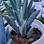 Senecio serpens Plant