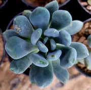 Pachyveria Clavifolia Plant