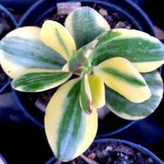 Crassula Sunset Jade Plant