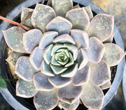 Echeveria Azulita Purple