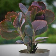 Kalanchoe Butterfly Plant