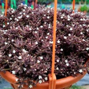 Rice Bush Plants Complete Basket - Nainileaf