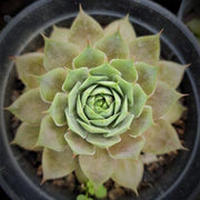 Sempervivum Granat (Laxmi Kamal) Plant