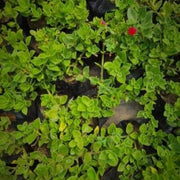 Aptenia Cordifolia Plant