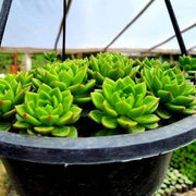 Sedeveria Letizia Plants Complete Basket - Nainileaf