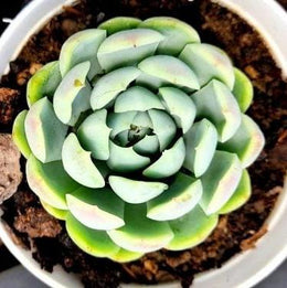 Echeveria Glauca Plant