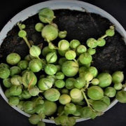 Senecio rowleyanus- String of Pearls Plant (Varigated)