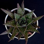 Haworthia Koelmaniorum Plant