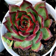 Echeveria Strictiflora Plant