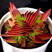 Crassula Corymbulosa Plant