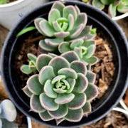 Echeveria Kimnachii Plant