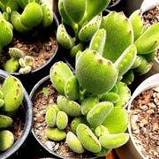 Cotyledon tomentosa Plant