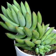 Sedum Morganianum Plant