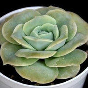 Graptoveria Lovely Rose Plant