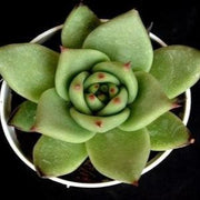 Echeveria Agavoides Plant