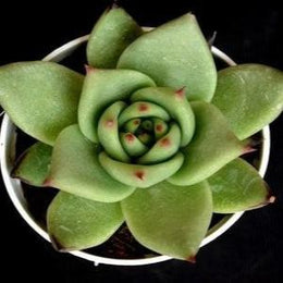 Echeveria Agavoides Plant
