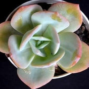 Echeveria Softglow Plant