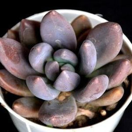 Graptoveria Opalina (Black) Plant