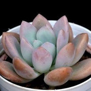 Graptoveria Opalina (Pink) Plant