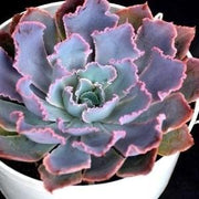 Echeveria Neon Breaker Plant