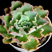 Echeveria Curly Locks Plant