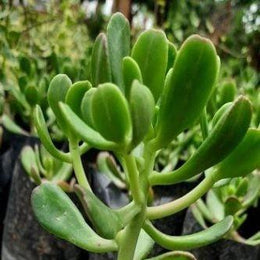 Crassula Ovata Harbour Plant