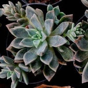Graptosedum Ghosty Plant