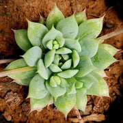 Graptopetalum Macdougallii Plant
