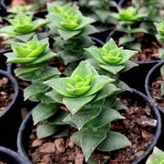 Crassula Perforata Plant