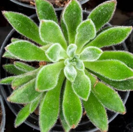 Echeveria ‘Doris Taylor’ Plant