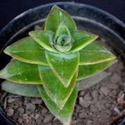 Sedum Sharpgreen Plant