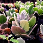 Kalanchoe Pumila Silver Spoon Plant