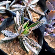 Kalanchoe Houghtonii Plant