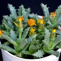 Oscularia Major Plant