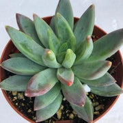 Pachyveria Glauca Plant