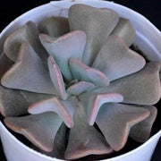 Echeveria 'Cubic Frost' Plant