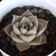 Echeveria 'Dionysos' Plant