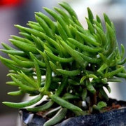 Crassula Tetragona Plant