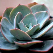 Echeveria Blue Sky Plant