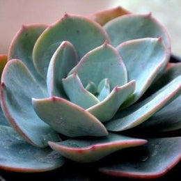 Echeveria Blue Sky Plant